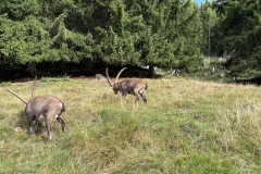 parc-de-merlet-010