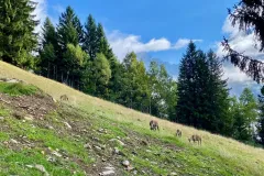 parc-de-merlet-025