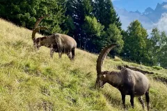 parc-de-merlet-027