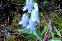 Les fleurs de montagne