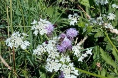 fleur