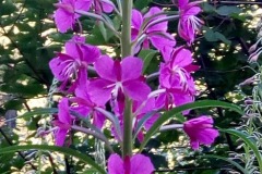 fleurviolette