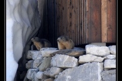 Les marmottes