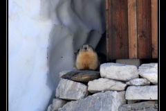 marmottes_02