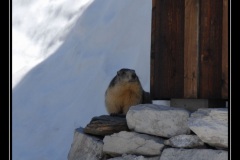 marmottes_03