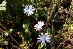 FLEUR
