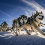 Balade en chiens de traineau