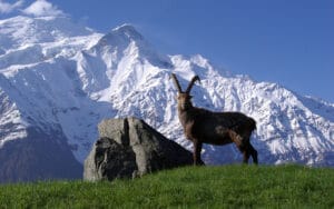 Ce parc emblématique face au Mont-Blanc va fermer pendant un an : la raison surprend de nombreux visiteurs