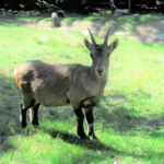 Le Parc de Merlet