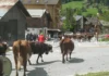 Montée en alpages
