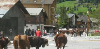Montée en alpages