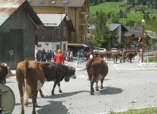 Montée en alpages