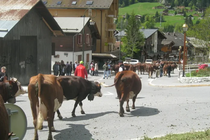 Montée en alpages