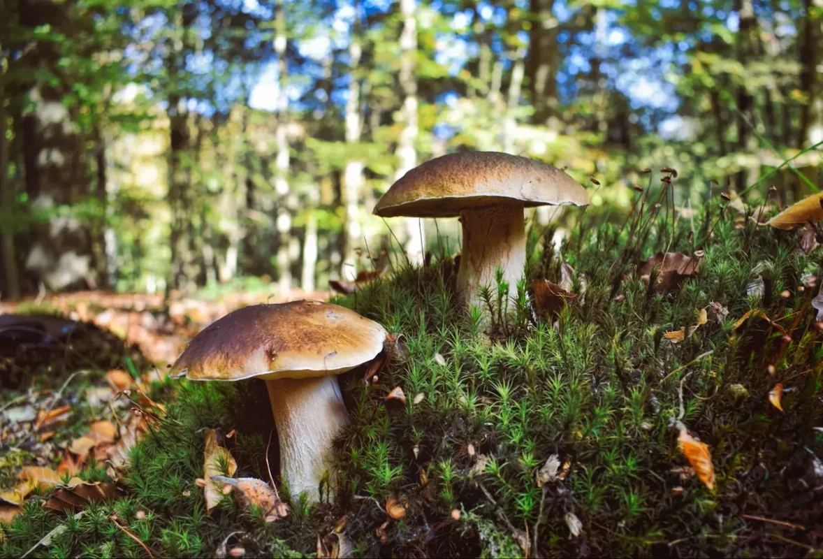 Cueillette de champignons : ces détails qui changent tout pour profiter sans risque