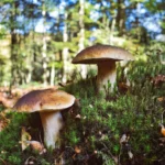 Cueillette de champignons : ces détails qui changent tout pour profiter sans risque