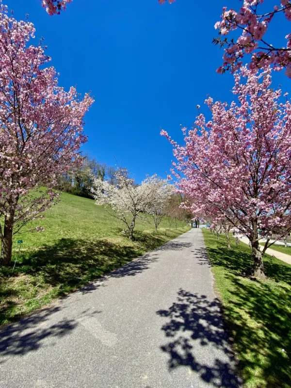 Cerisiers du Japon à La Balme de Sillingy