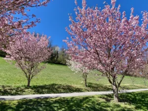 Cette collection unique de cerisiers en fleurs en Haute-Savoie offre un spectacle féerique