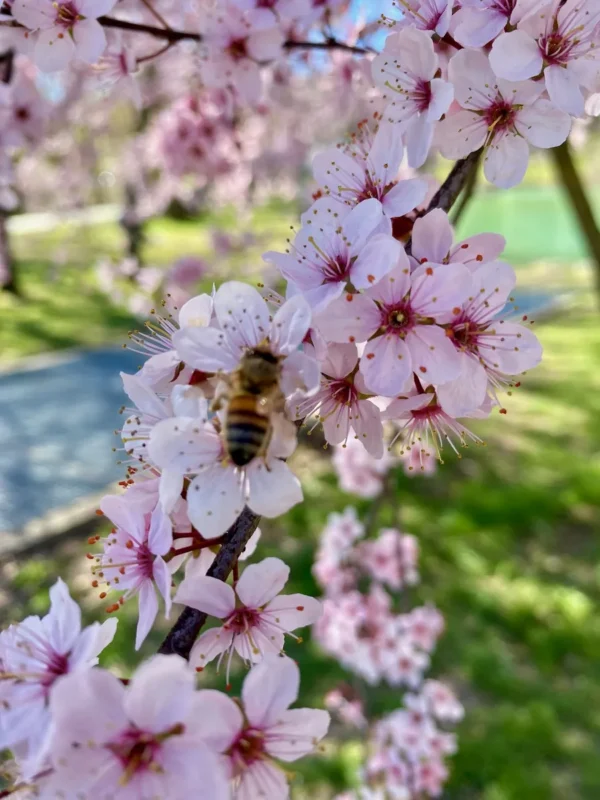 Cerisiers du Japon à La Balme de Sillingy