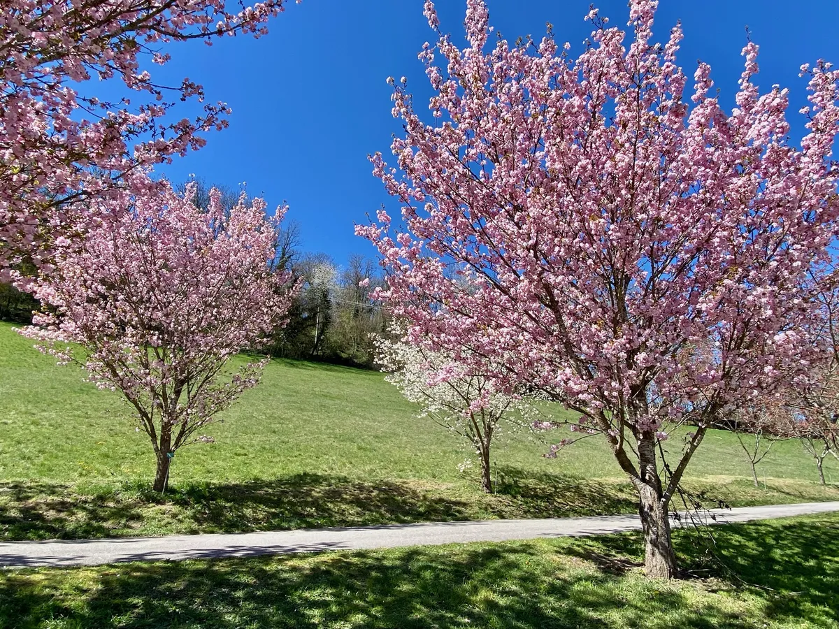 Cerisiers du Japon à La Balme de Sillingy