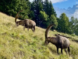Le parc de Merlet rouvre ses portes pour la saison 2026