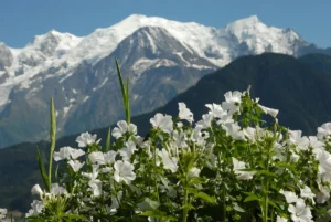 Cette pépite face au Mont-Blanc est l’un des plus beaux jardins remarquables de France
