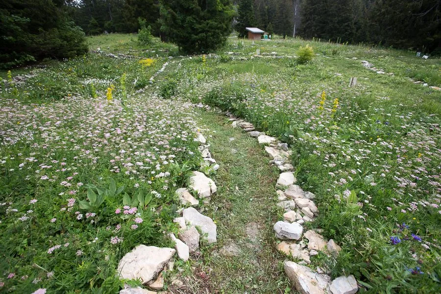 Le Jardin Alpin du Semnoz, une flore typique des prairies alpines