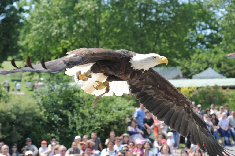 Les aigles du léman
