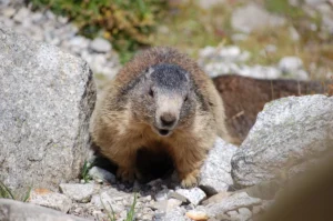 Feeding marmots, a bad idea!