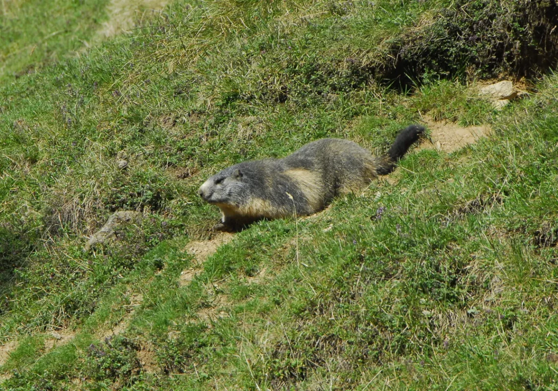 Marmotte à la sortie de son terrier