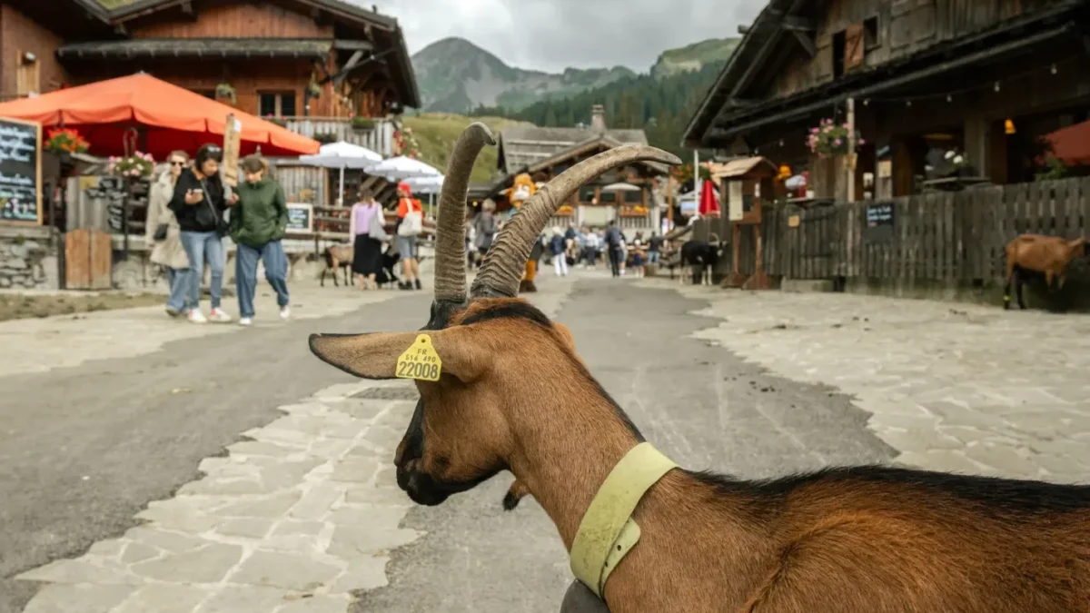 The goat village